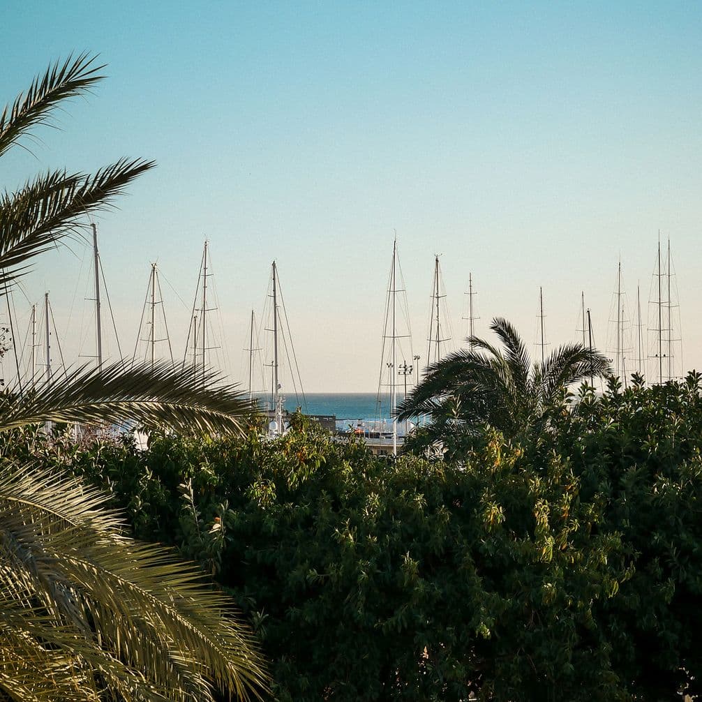 Palm trees and lush greenery in the foreground with sailboat masts and a clear blue sea in the background under a clear sky.