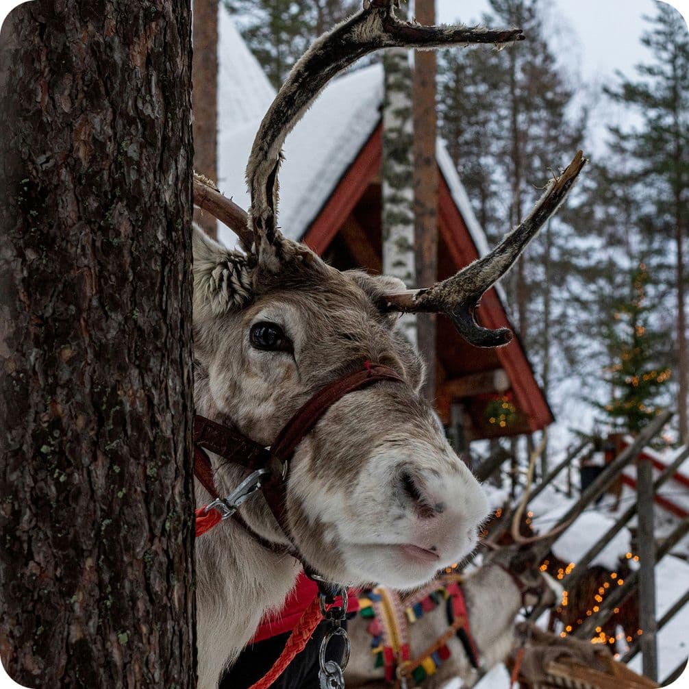 Reindeer with antlers peeks from behind a tree in a snowy setting, with a wooden cabin and decorated sleds in the background.