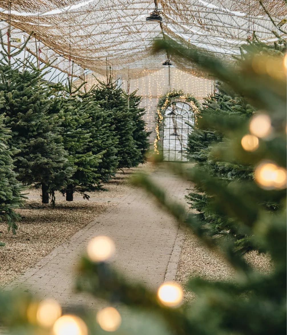 A path through rows of evergreen Christmas trees in a greenhouse. An arched doorway in the background is decorated with string lights.
