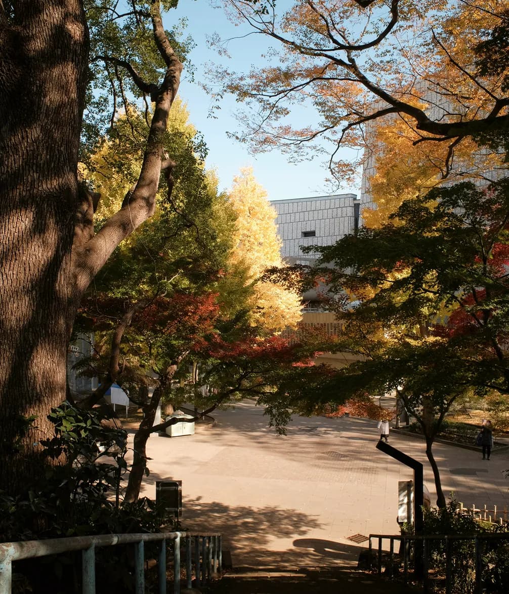 Walkway with trees in autumn foliage shades of yellow, red, and green, leading to a building under a clear blue sky.