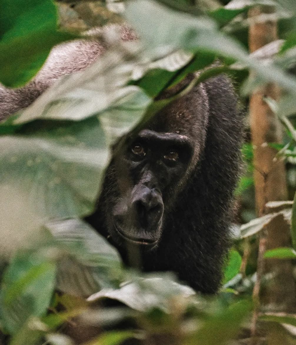 A gorilla peering through dense jungle foliage, partially hidden by large green leaves.