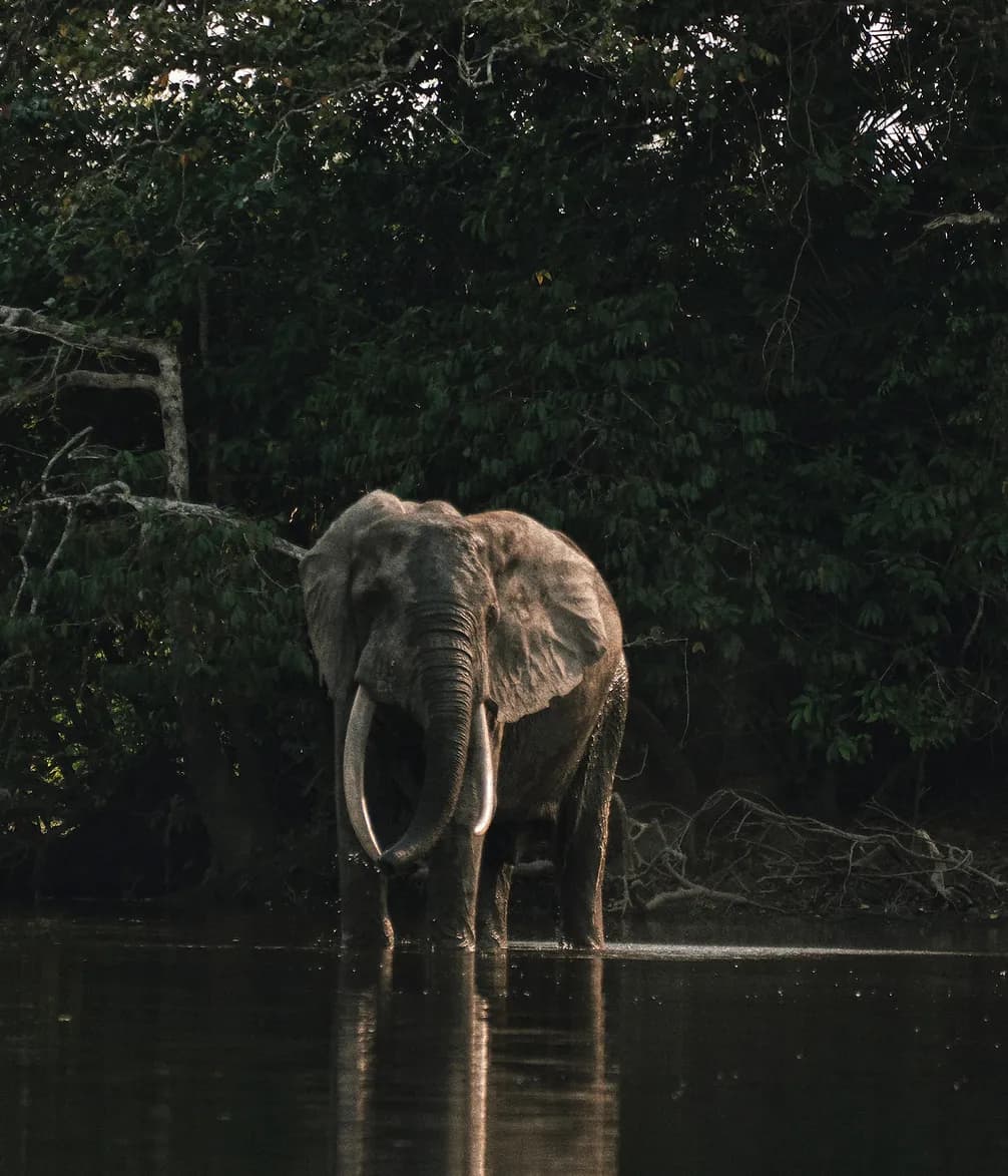 Elephant standing in shallow water near dense forest, partially in shadow, with large tusks and textured skin.