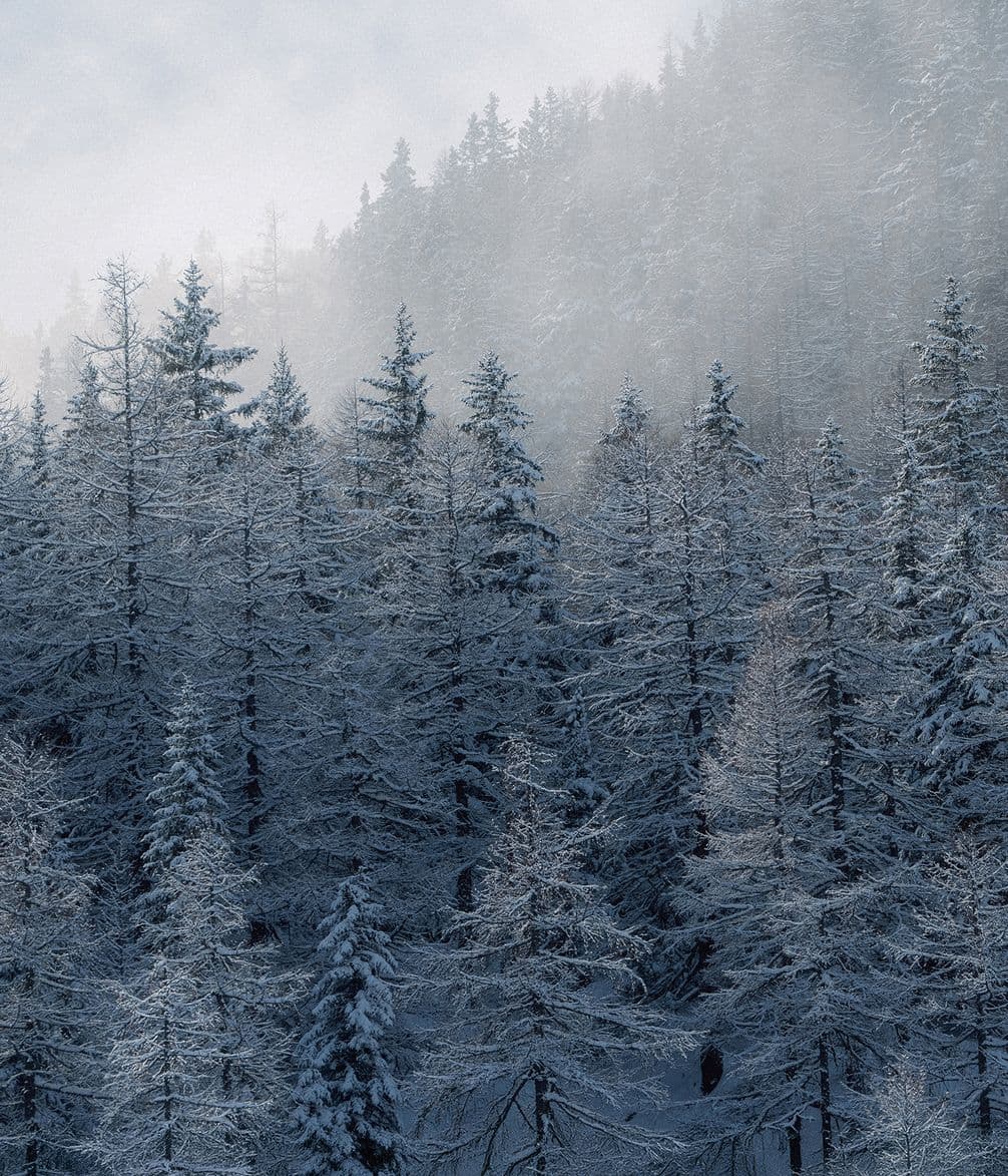 Snowy forest