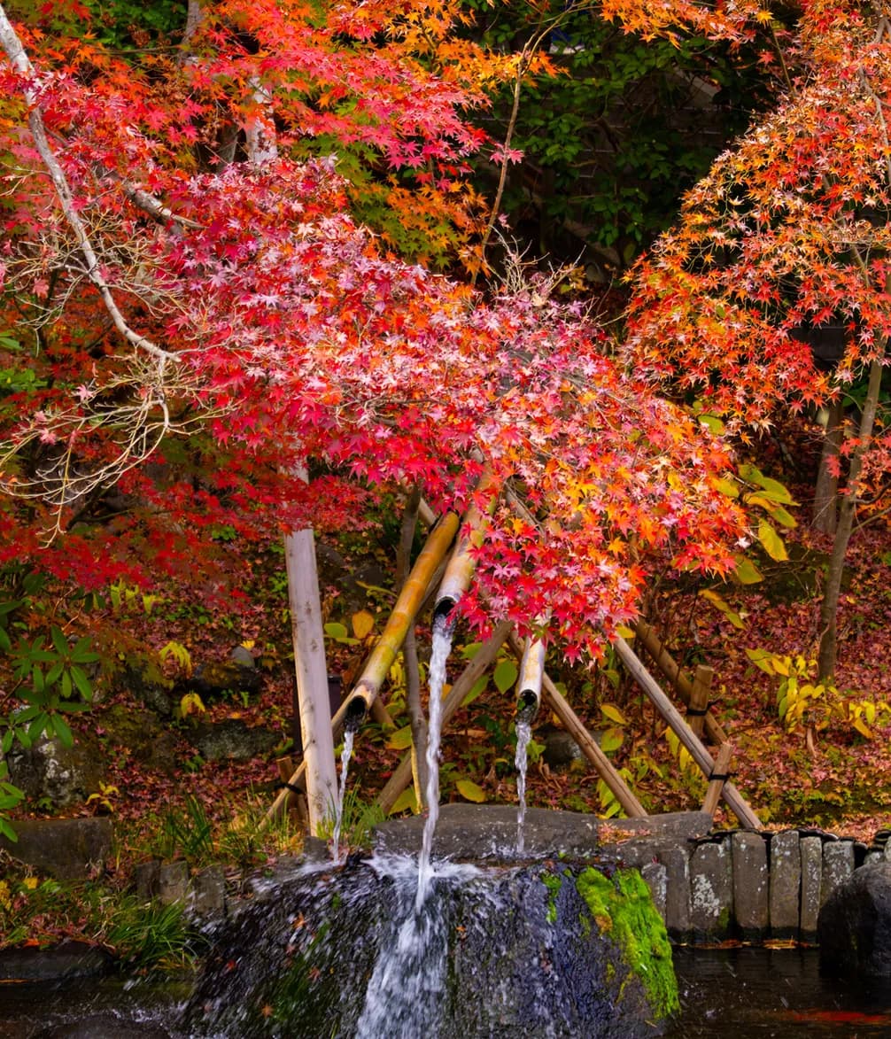 A small waterfall flows through bamboo pipes surrounded by vibrant red and orange autumn leaves against a lush, green and rocky background.
