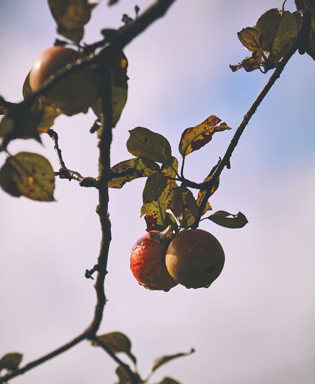 Close-up of two apples hanging from a tree branch with leaves, set against a clear sky background.