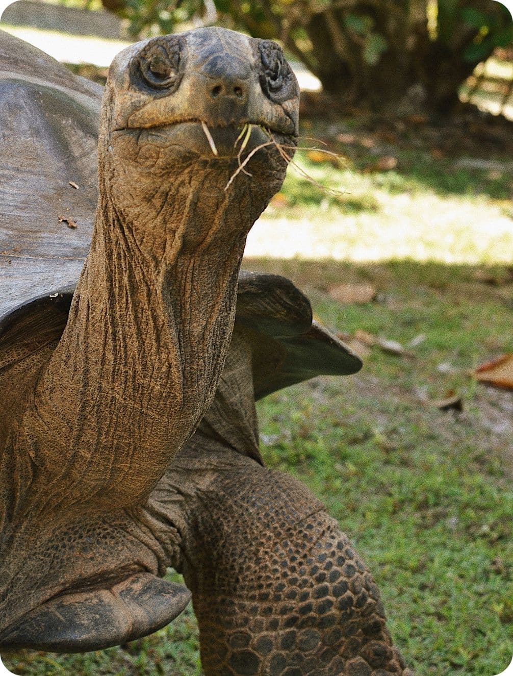 Close-up of a giant tortoise with grass in its mouth, showing a wrinkled neck and scaly front leg on green grass.
