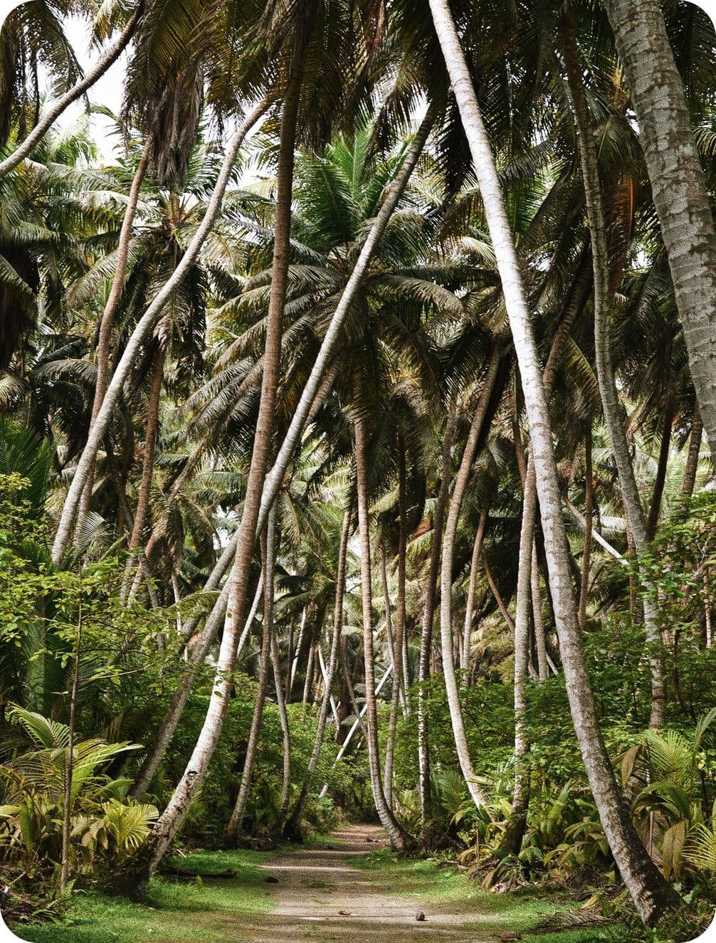 Narrow dirt path winding under a canopy of tall, leaning palm trees in a lush tropical grove.