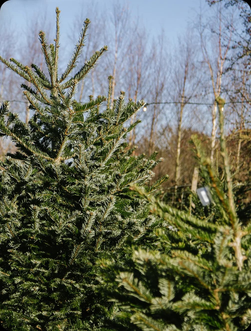 A close-up of a vibrant green Christmas tree with a blurred background of bare trees and string lights, likely at an outdoor tree farm.