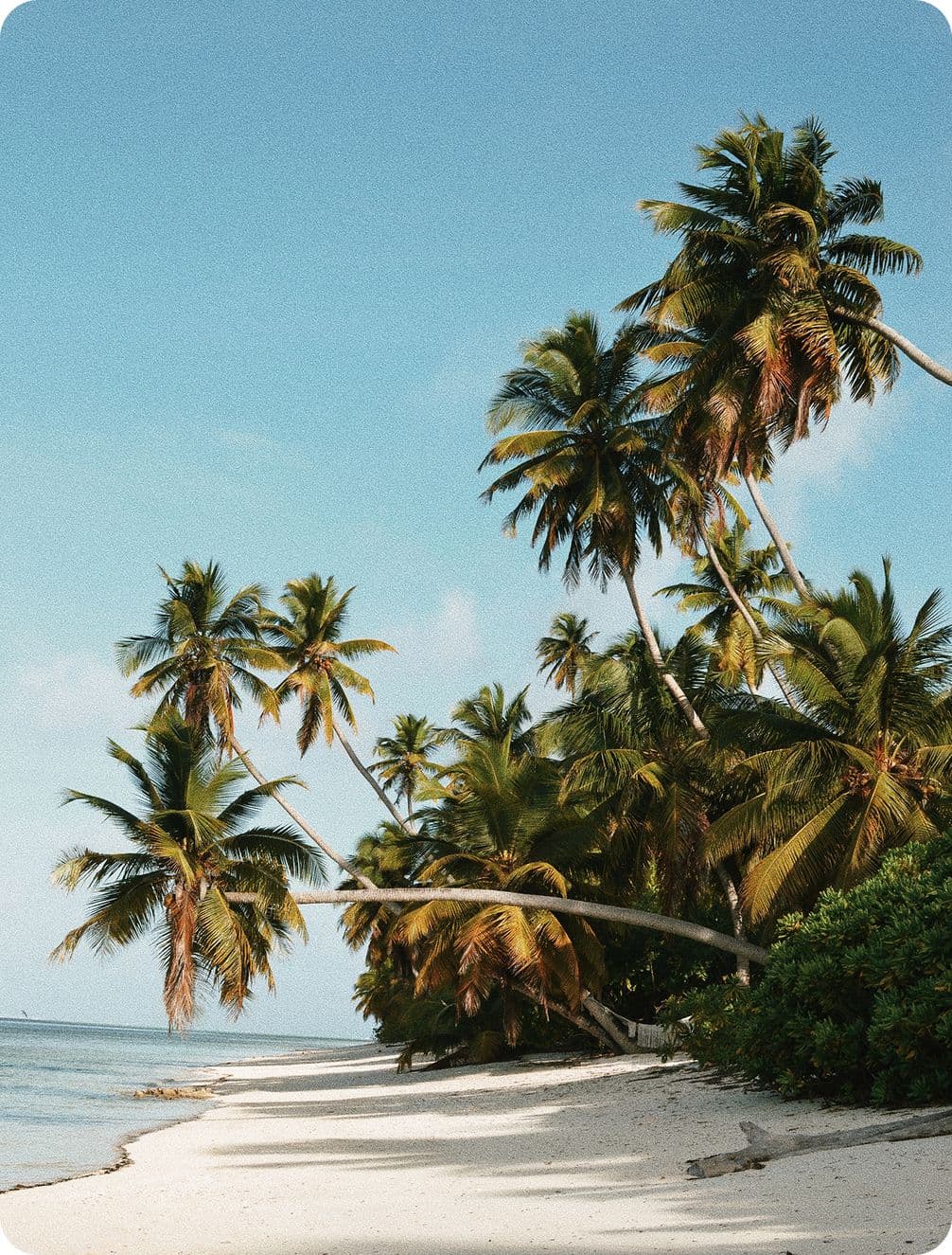 Tropical beach with white sand, leaning palm trees and calm turquoise sea under a clear blue sky.