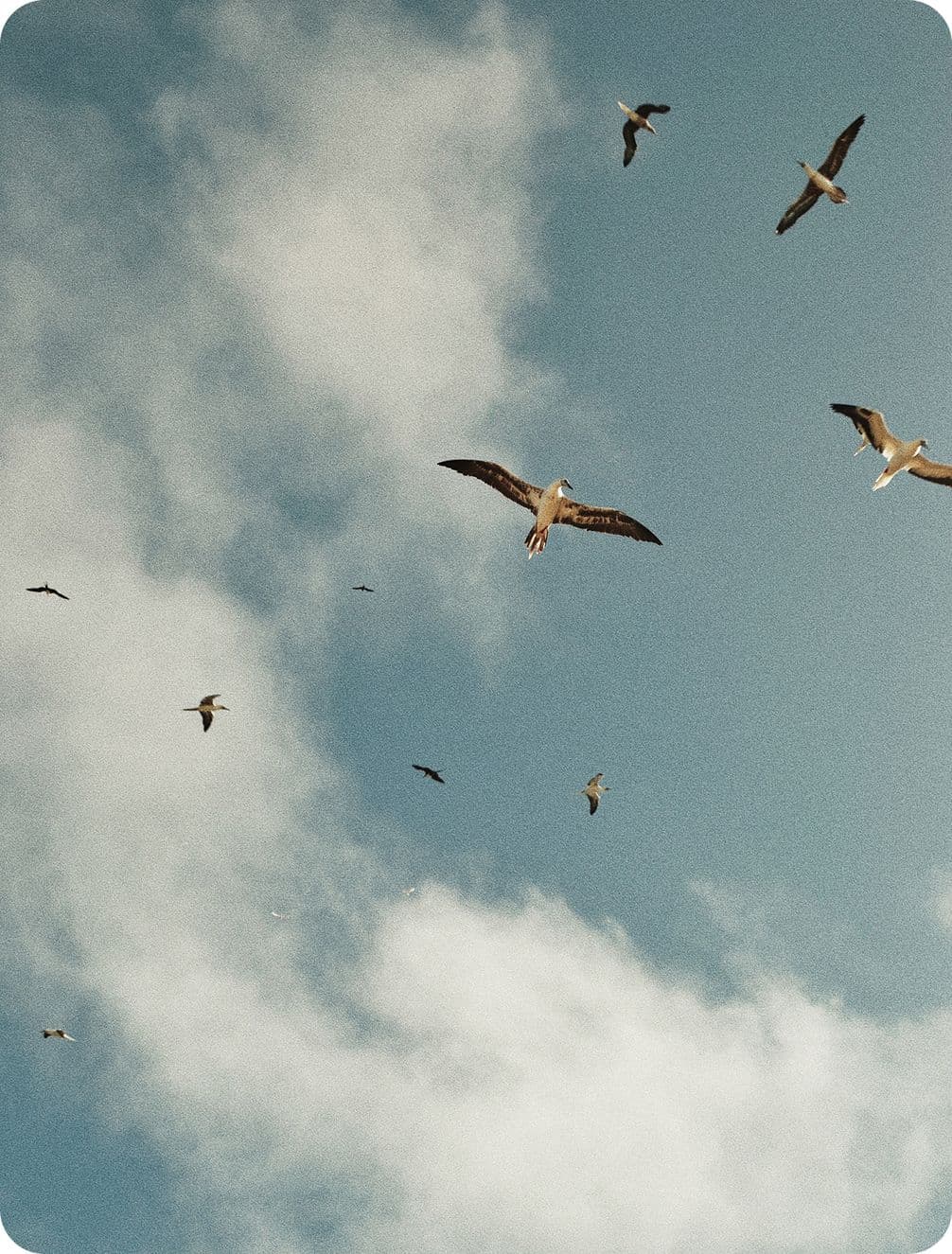 Seagulls soaring across a pale blue sky dotted with soft white clouds.
