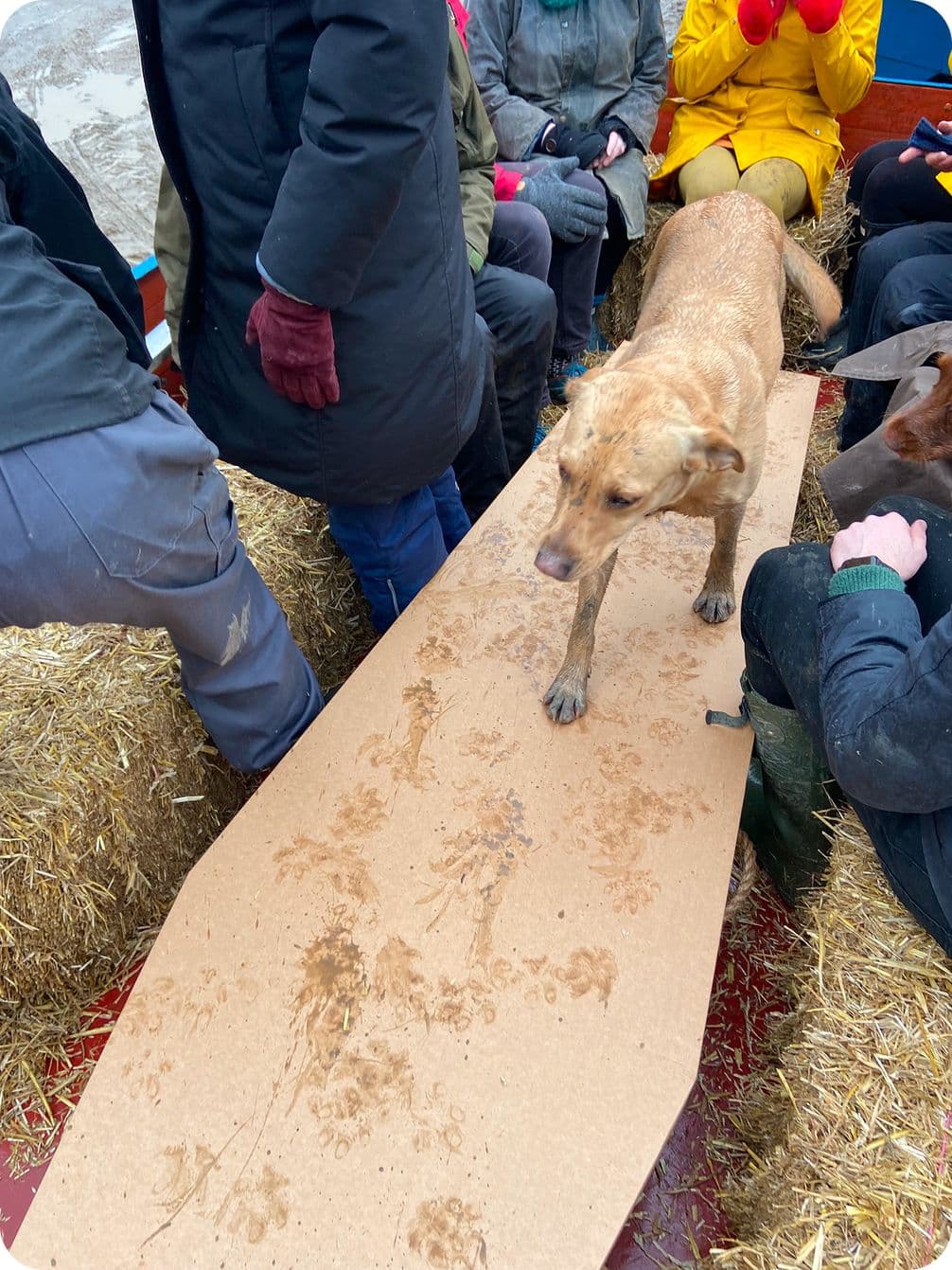 Light-brown dog walks across a plank with muddy paw prints, surrounded by bundled people sitting on hay bales.