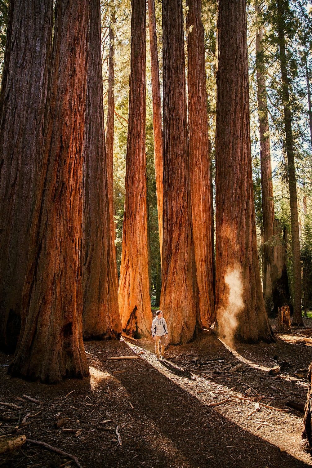 A person walks amidst towering redwood trees in a sunlit forest, with shafts of light creating dappled patterns on the ground.
