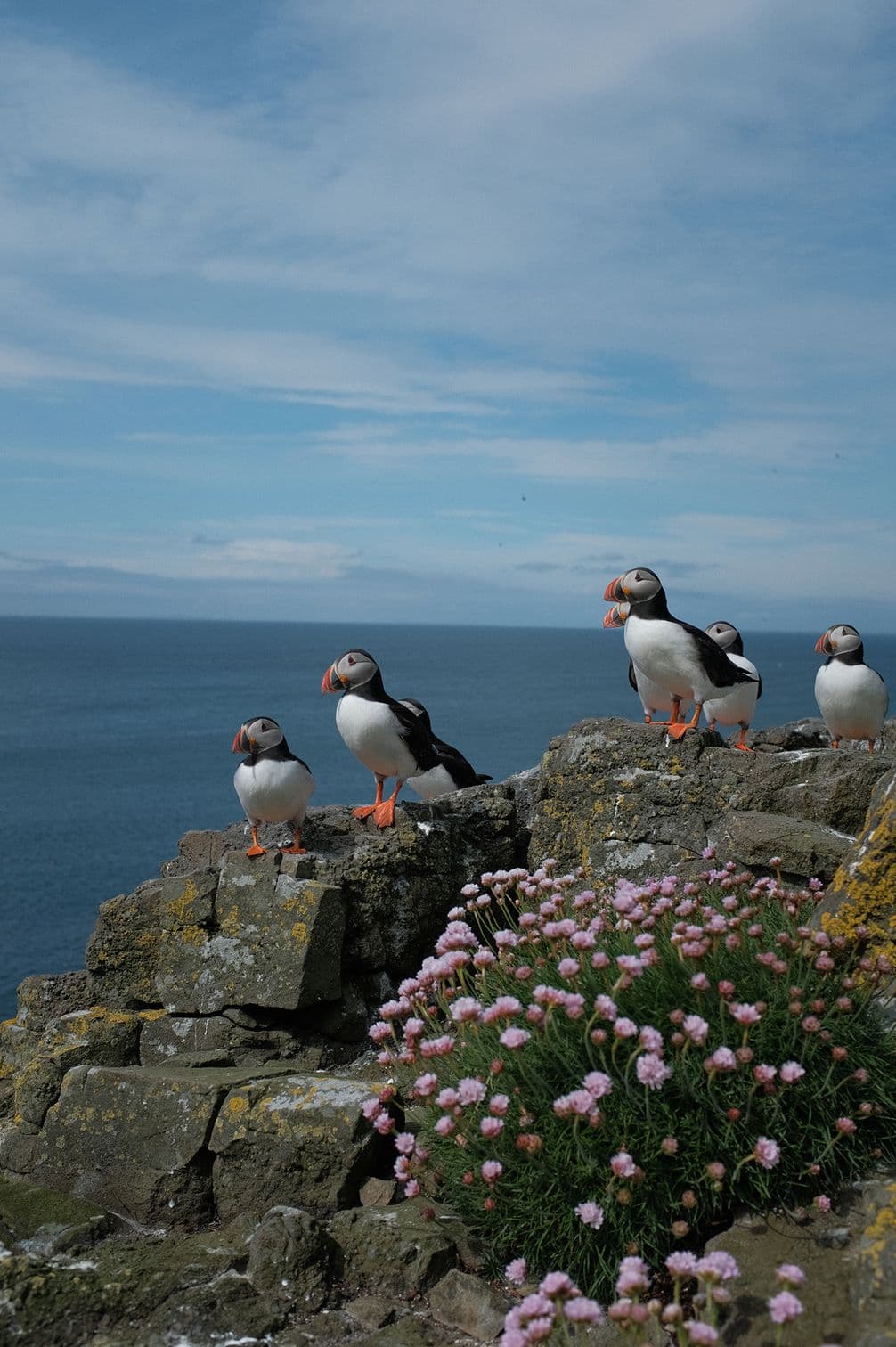 The absolute joy of seeing puffins up close on the Isle of Lunga_Liz Seabrook_8