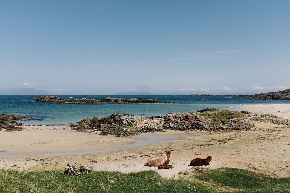 No one to share the beach with on Col, but these cows and their calves_Liz Seabrook_9