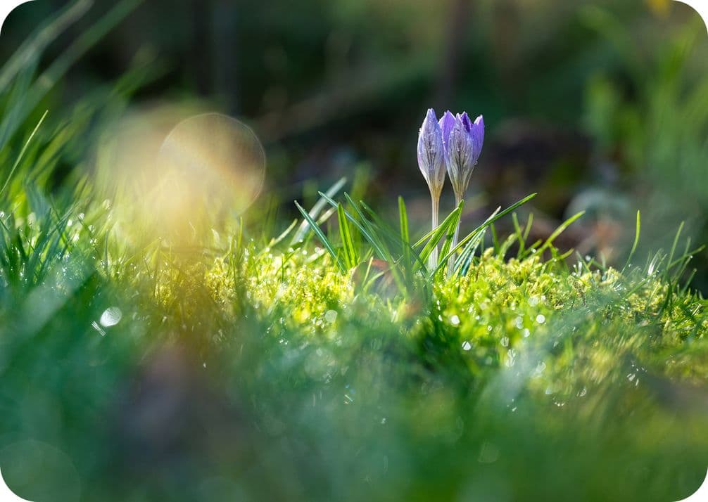 Purple crocus flowers bloom amid lush green grass and moss, bathed in soft sunlight.