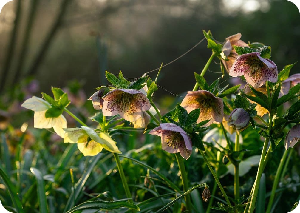 Sunlit hellebore flowers with pink petals and green leaves, surrounded by grass, in a serene garden setting.