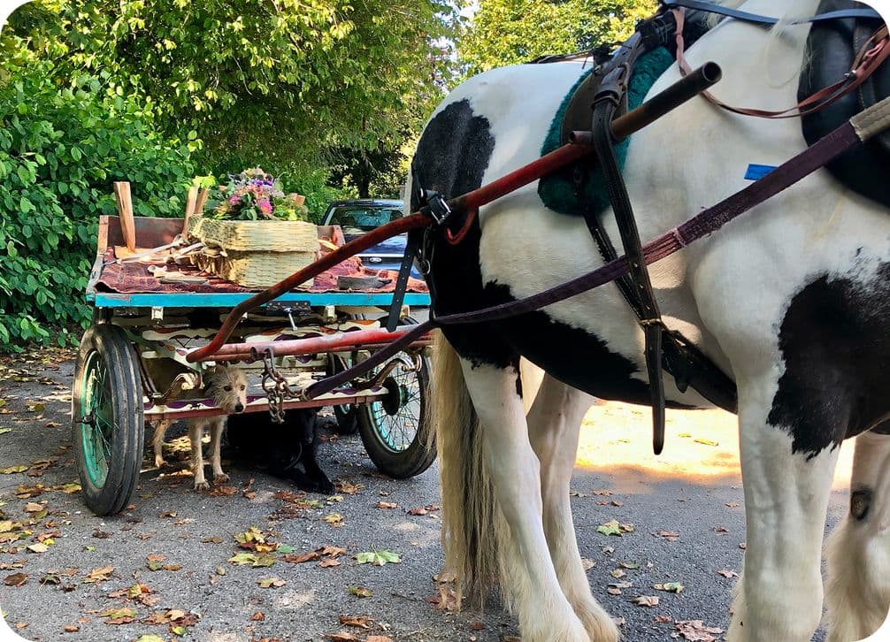 Black-and-white horse harnessed to a small wooden cart carrying a wicker basket of flowers; a dog rests under the cart on a leaf-strewn path.