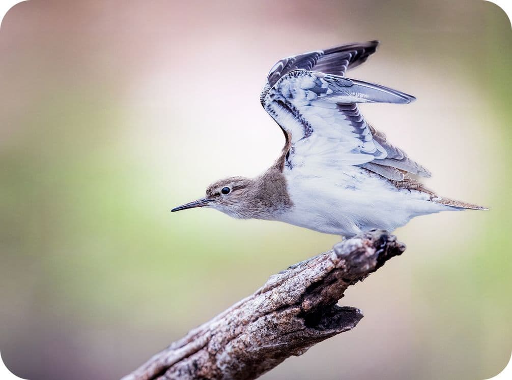 A small bird with brown and white feathers takes flight from a branch, wings extended against a soft, blurred background.