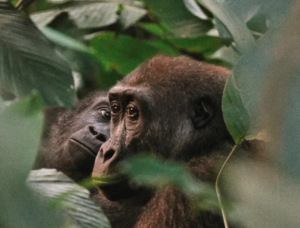 Two gorillas nestled in lush green foliage, with one gorilla looking intently forward.