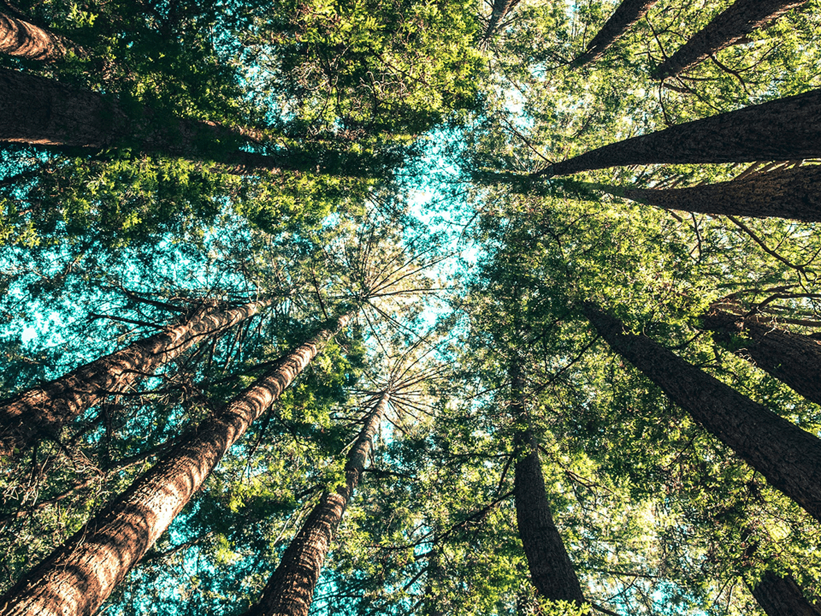 Looking up at tall trees with thick trunks and lush green foliage against a clear blue sky