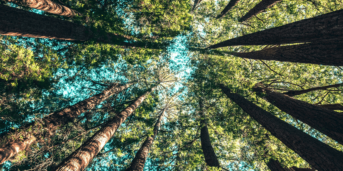 Looking up at tall trees with thick trunks and lush green foliage against a clear blue sky