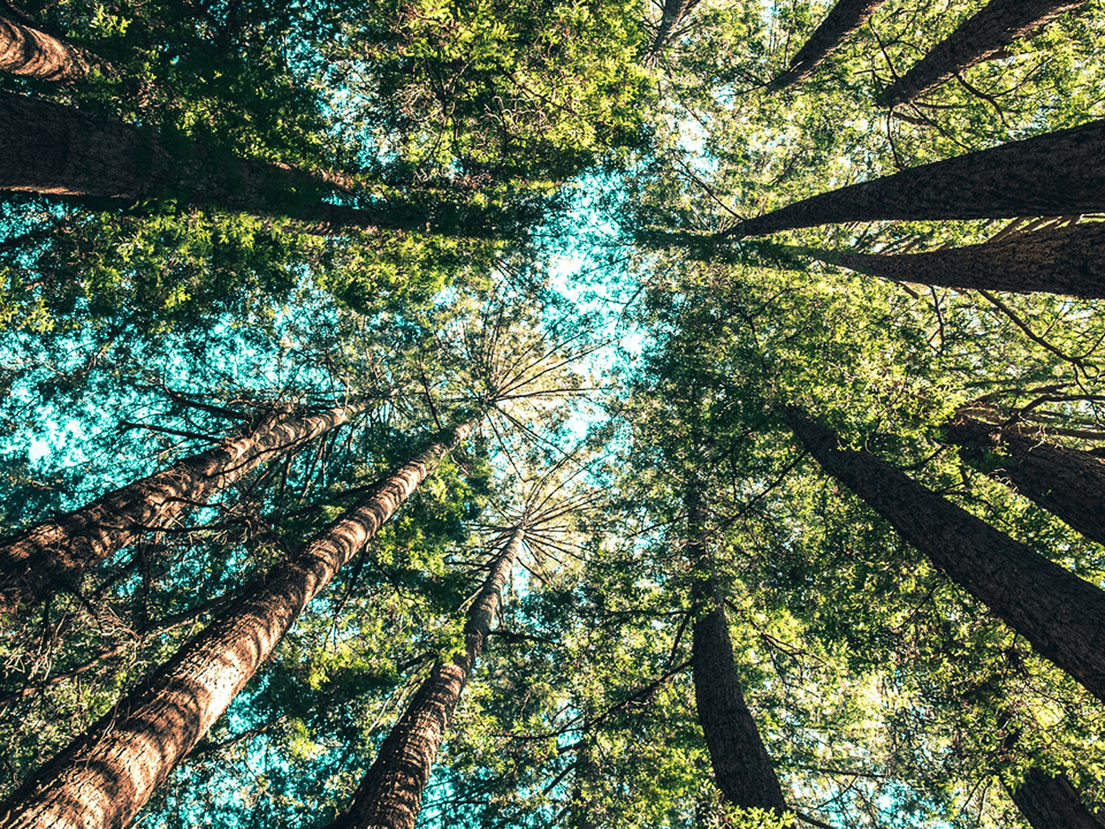 Looking up at tall trees with thick trunks and lush green foliage against a clear blue sky