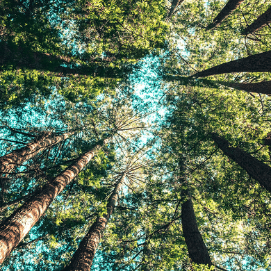 Looking up at tall trees with thick trunks and lush green foliage against a clear blue sky