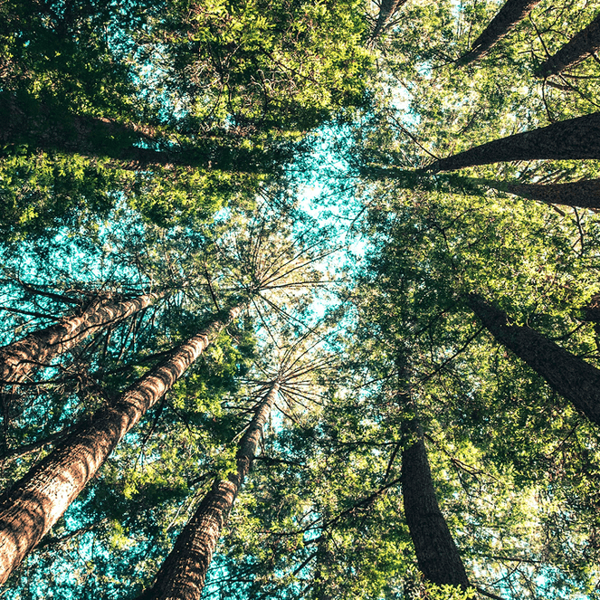 Looking up at tall trees with thick trunks and lush green foliage against a clear blue sky