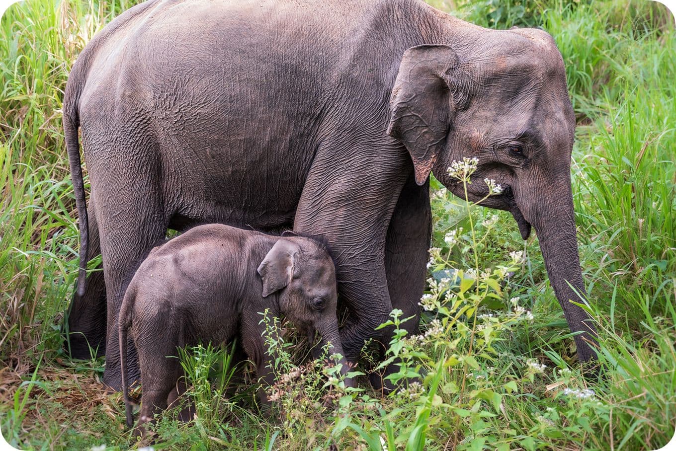 Adult elephant with a calf walking through lush green grass, surrounded by small white flowers.