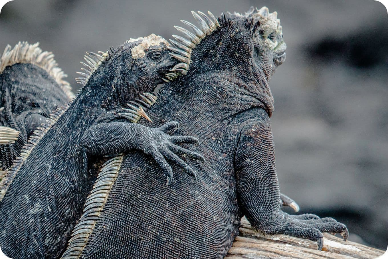 Two marine iguanas resting on a rock, one with its arm around the other. Their rough, textured skin is visible against a blurred background.