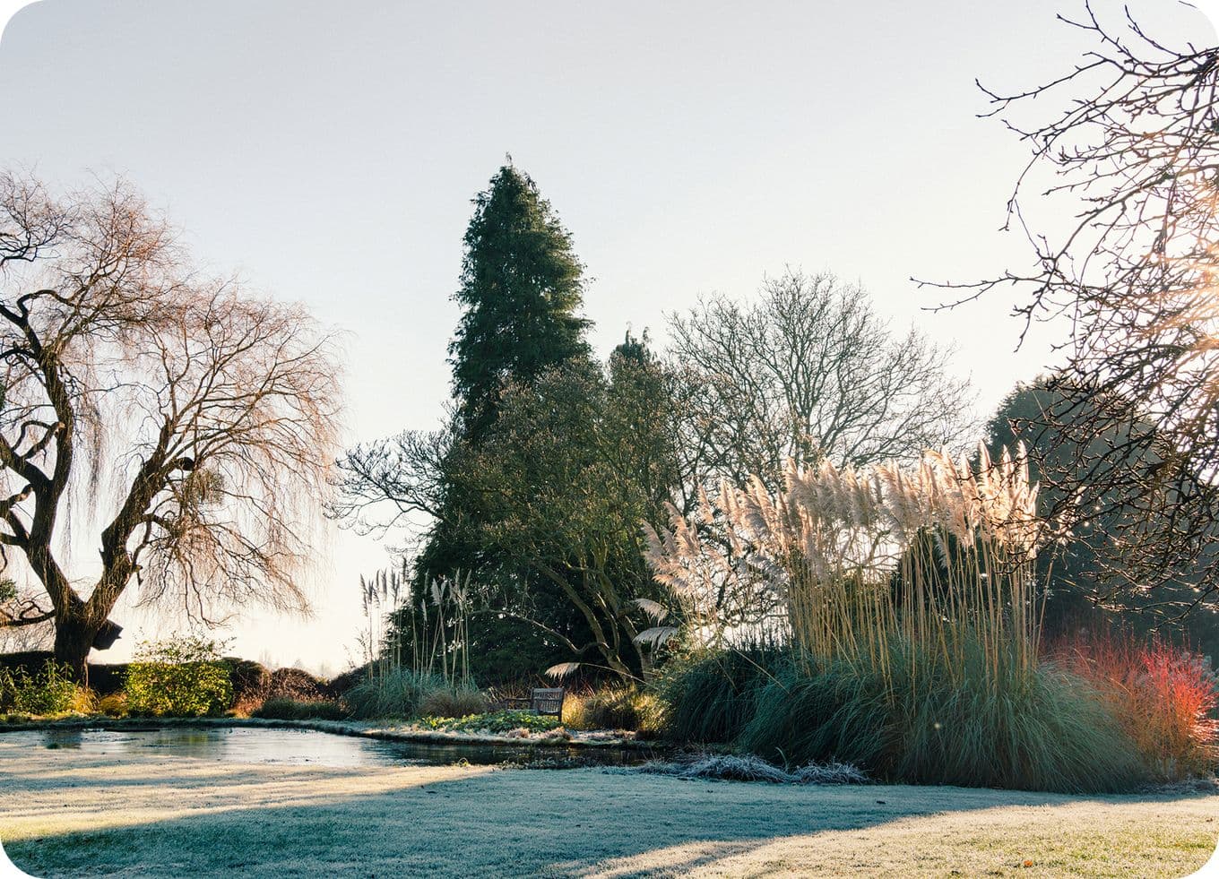 A serene winter garden with frosty grass, tall trees, and sunlit ornamental grasses under a clear sky.