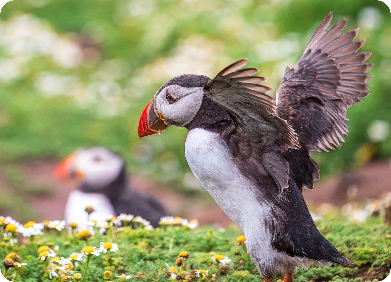 Puffin with wings spread stands on grass with flowers, another puffin blurred in the background.