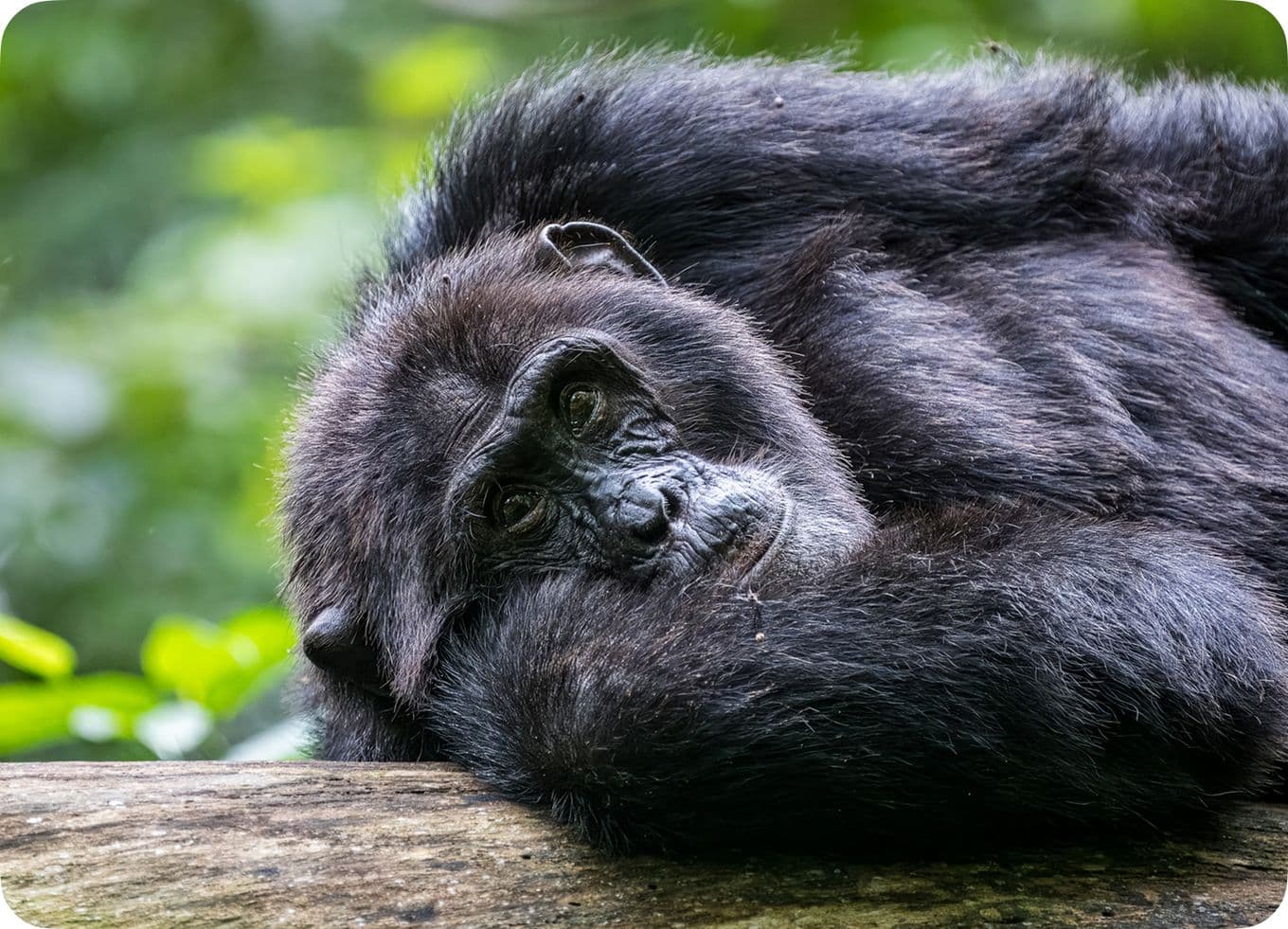 Gorilla resting its head on a log, gazing calmly, with lush green foliage in the blurred background.