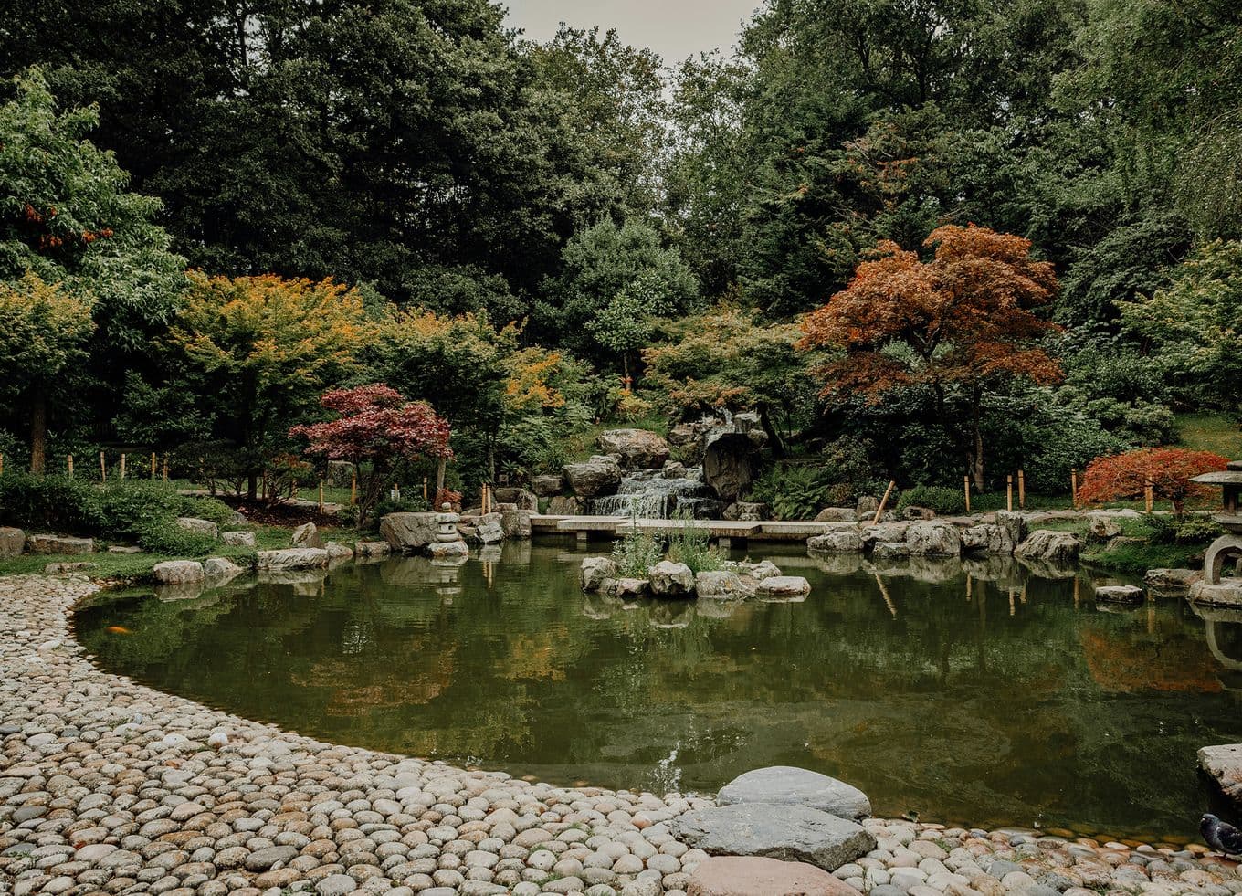 Serene Japanese garden with a pond, stone pathway, colorful trees, and a small waterfall in a lush, wooded setting.