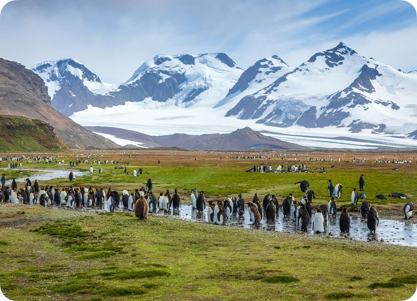 A large group of penguins gathers near a stream on a grassy plain, with snow-capped mountains in the background under a partly cloudy sky.