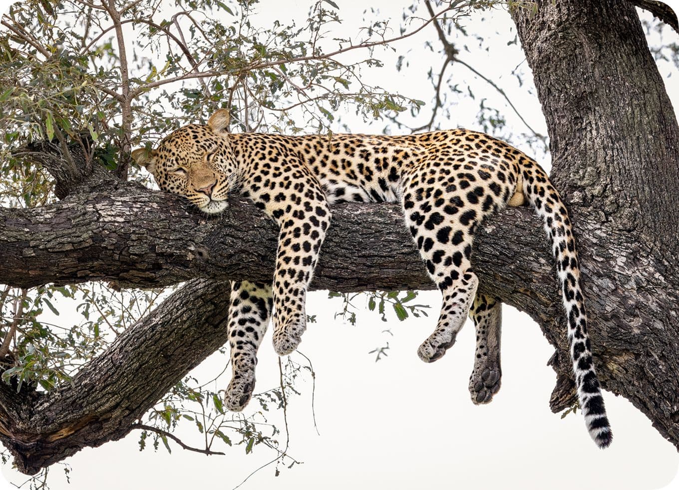 A leopard sleeps on a tree branch, legs dangling, surrounded by sparse green leaves against a light sky.