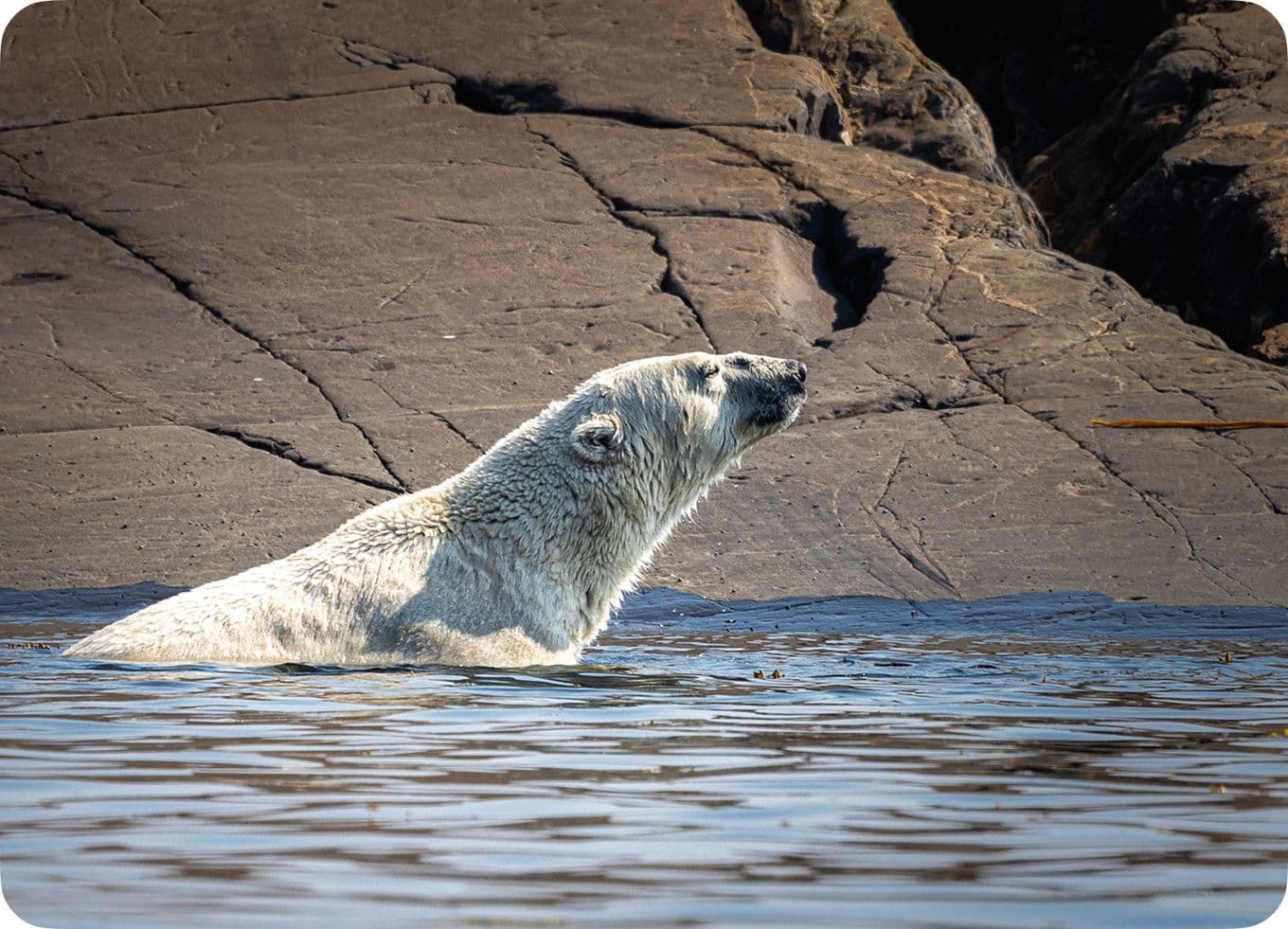 Polar bear partially submerged in water near rocky shore, with its head raised and facing left against a backdrop of rugged, dark rocks.