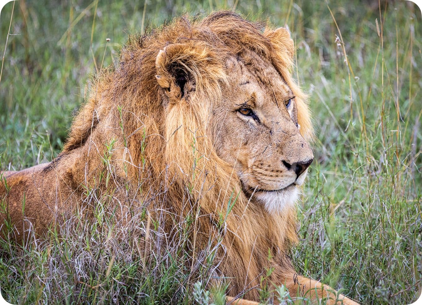 A majestic lion with a thick mane rests in tall grass, gazing intently to the side in a lush, green savannah setting.