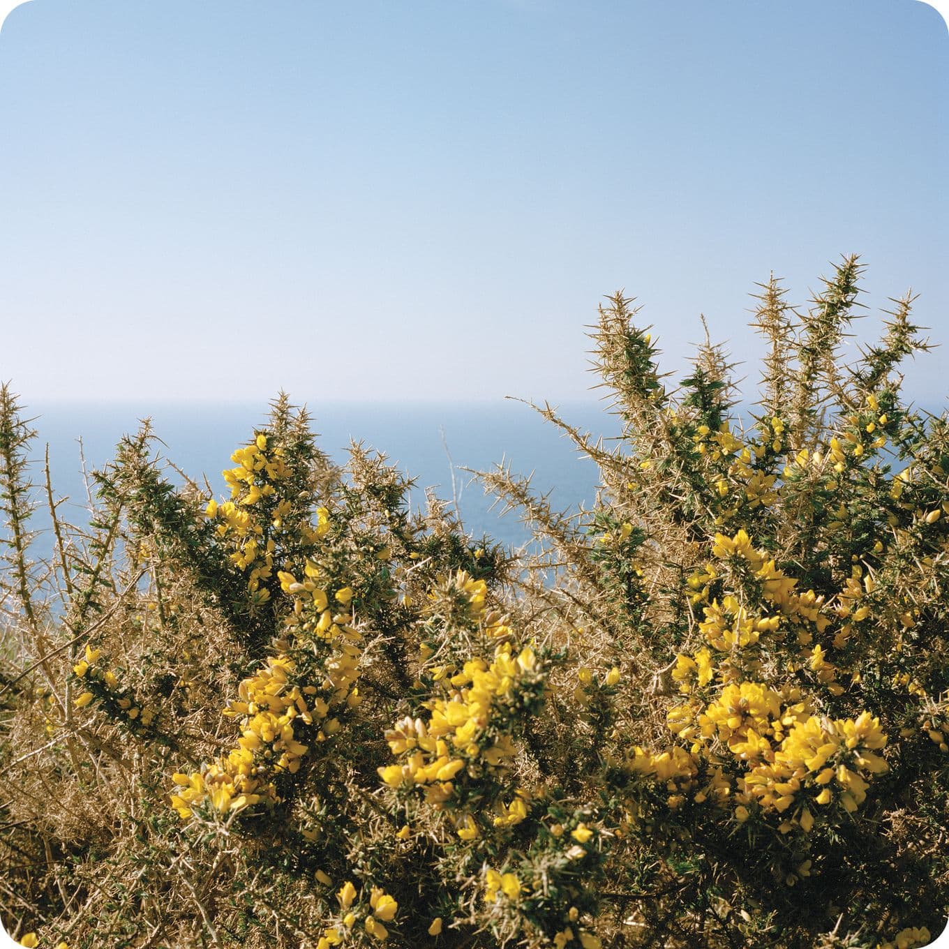 Yellow flowering shrubs with spiky branches in the foreground, overlooking a calm blue sea under a clear sky.