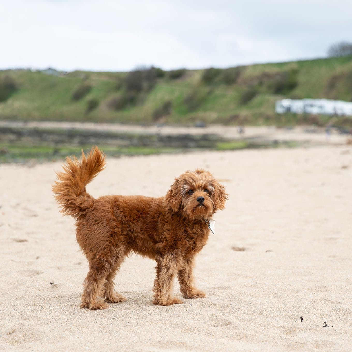 A small dog photographed on a sandy beach