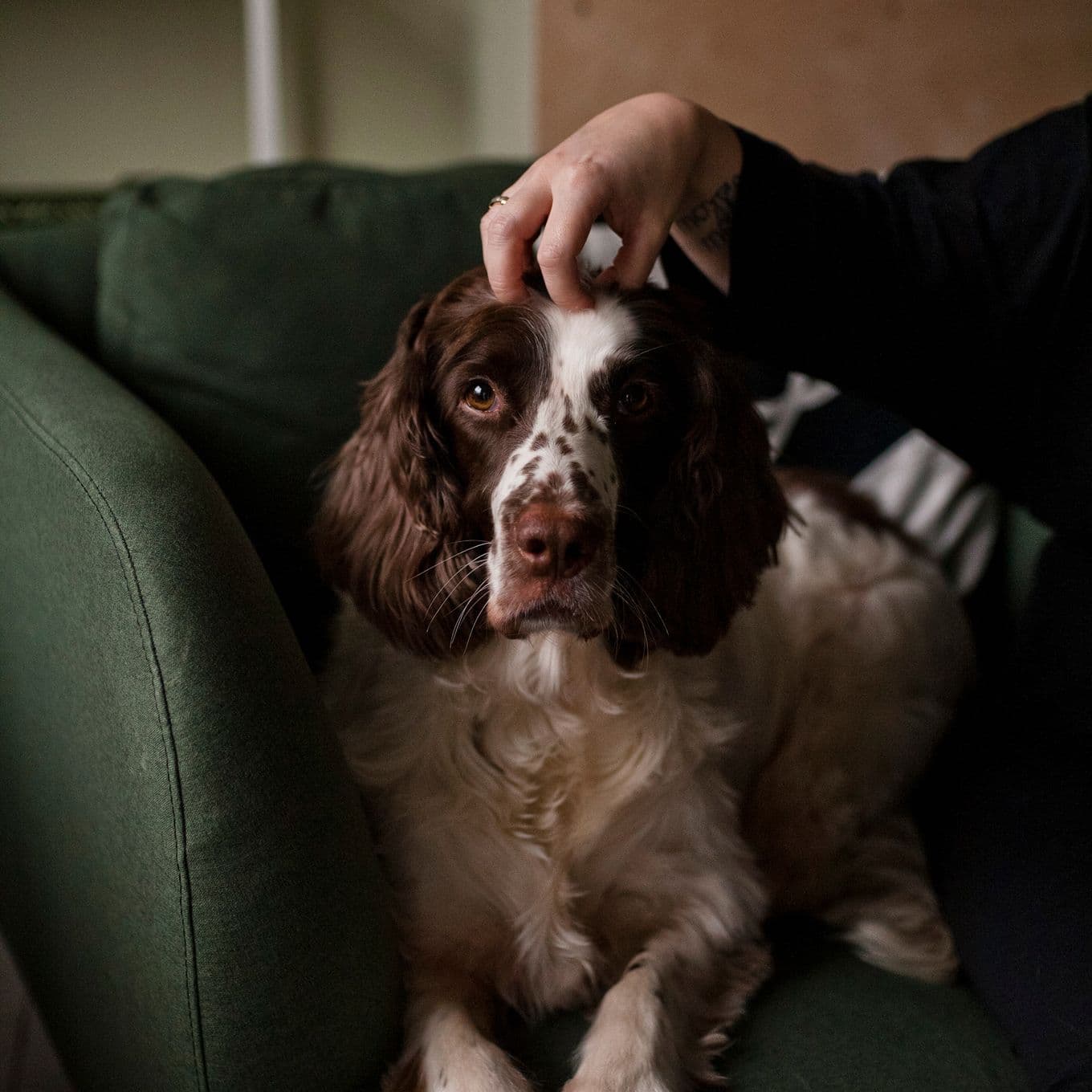 A brown and white dog being stroked while laying on a sofa