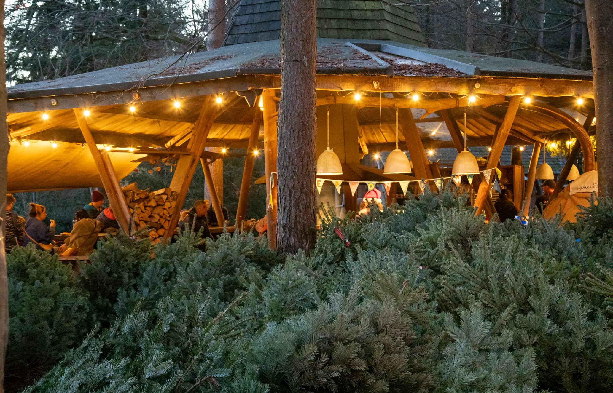 An evening scene at a Christmas tree market. People gather under a wooden shelter strung with lights, surrounded by numerous evergreen trees.