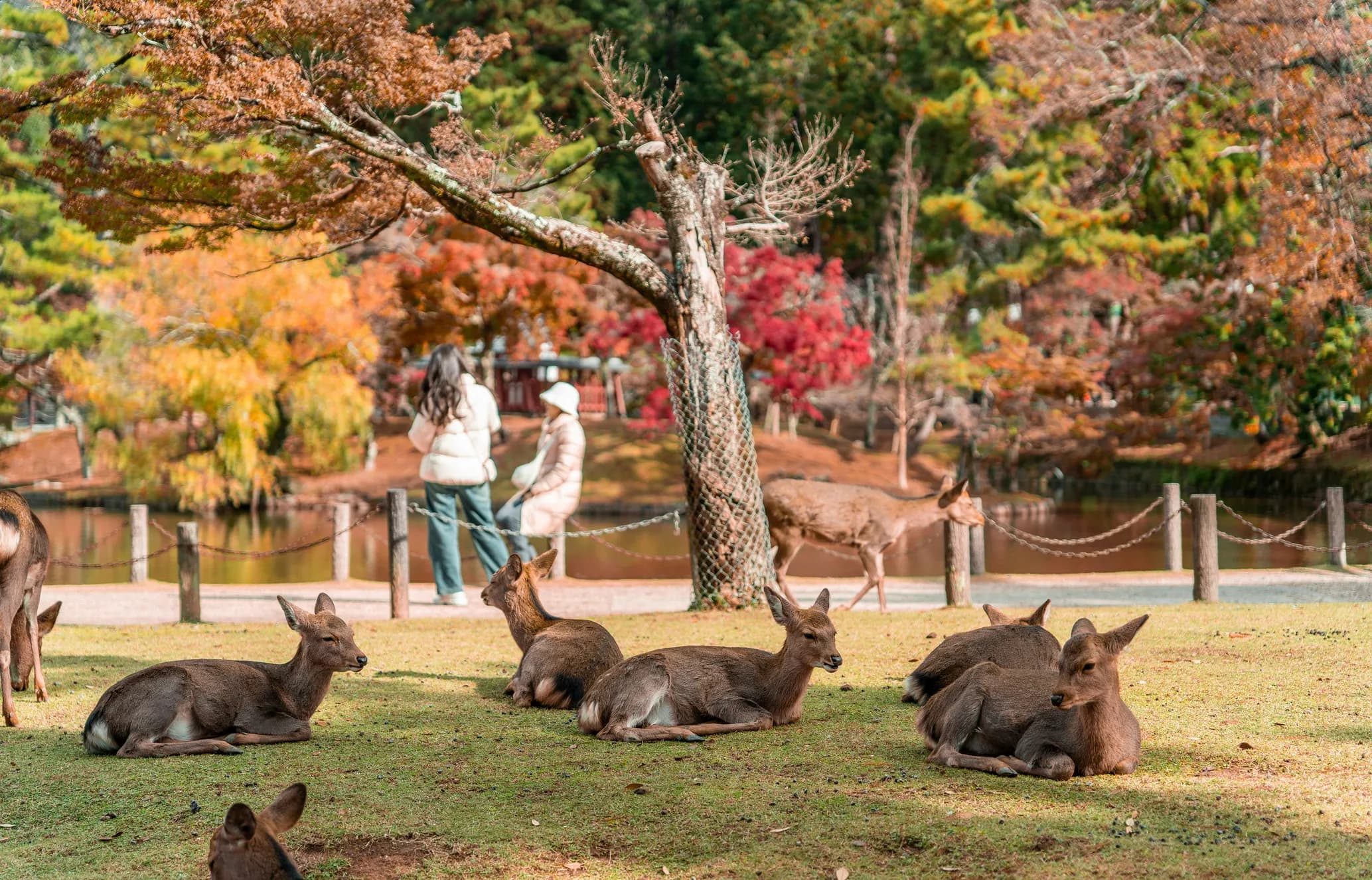 Deer relax on grassy ground in a park during autumn, with colorful trees and two people in the background.