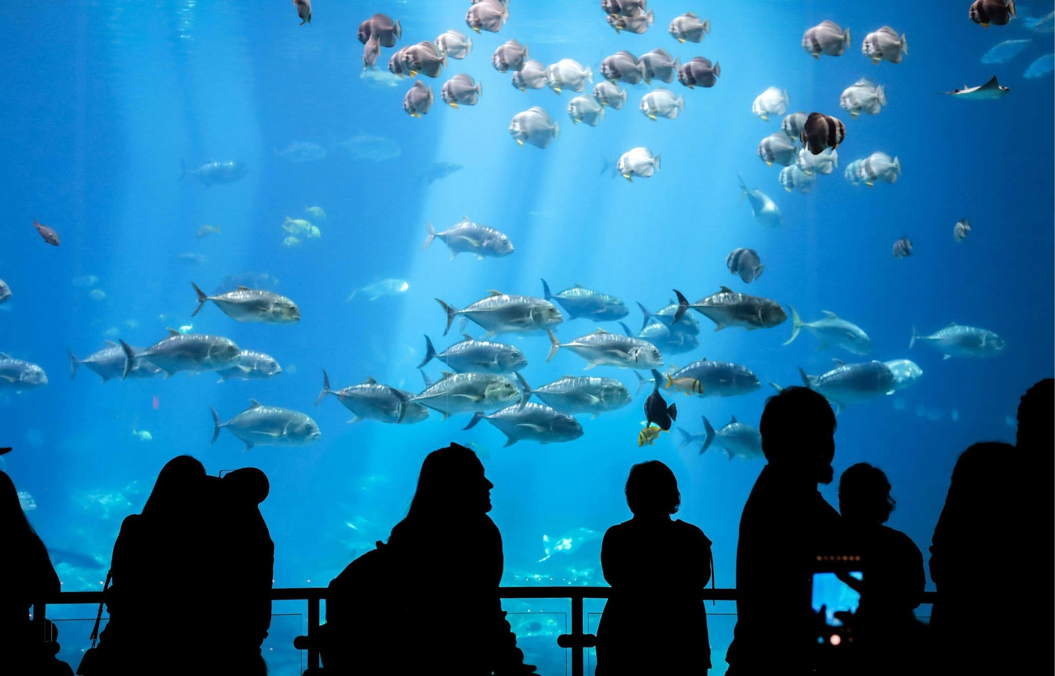 A school of fish at Georgia Aquarium