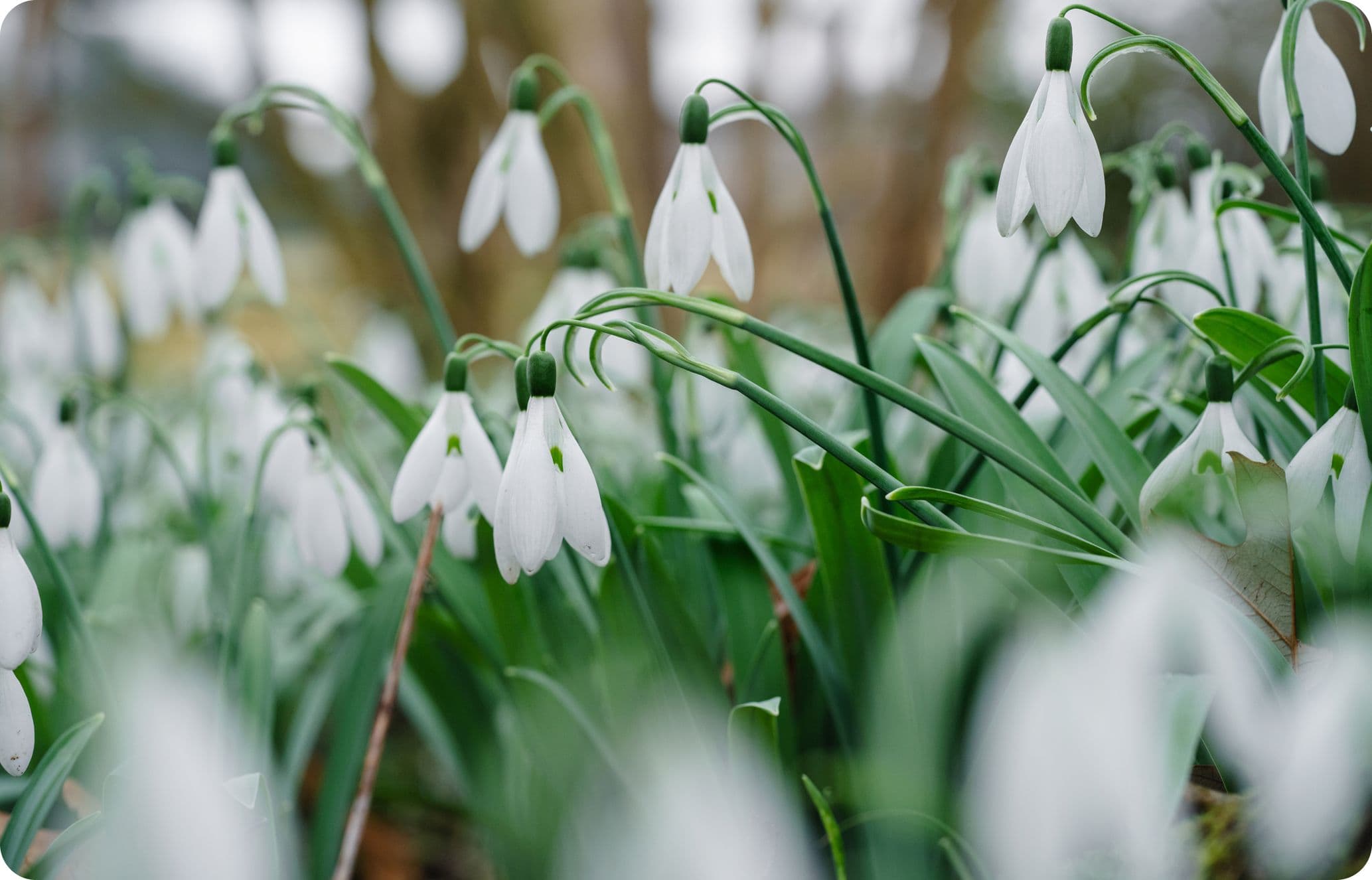 Close-up of blooming snowdrops with white petals and green leaves, set against a blurred natural background.