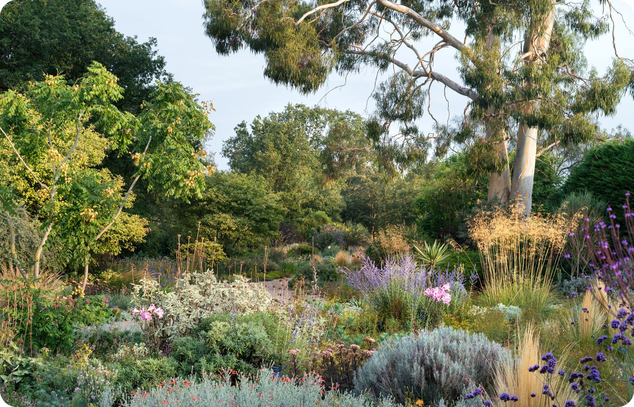 A lush garden with diverse plants and flowers, including lavender and grasses, under tall trees on a sunny day.