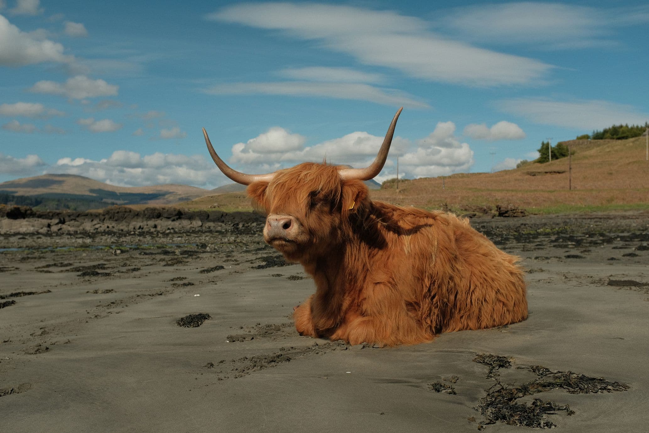 Just a casual Highland cow taking a rest on the damp sand below the road on Mull_Liz Seabrook_1