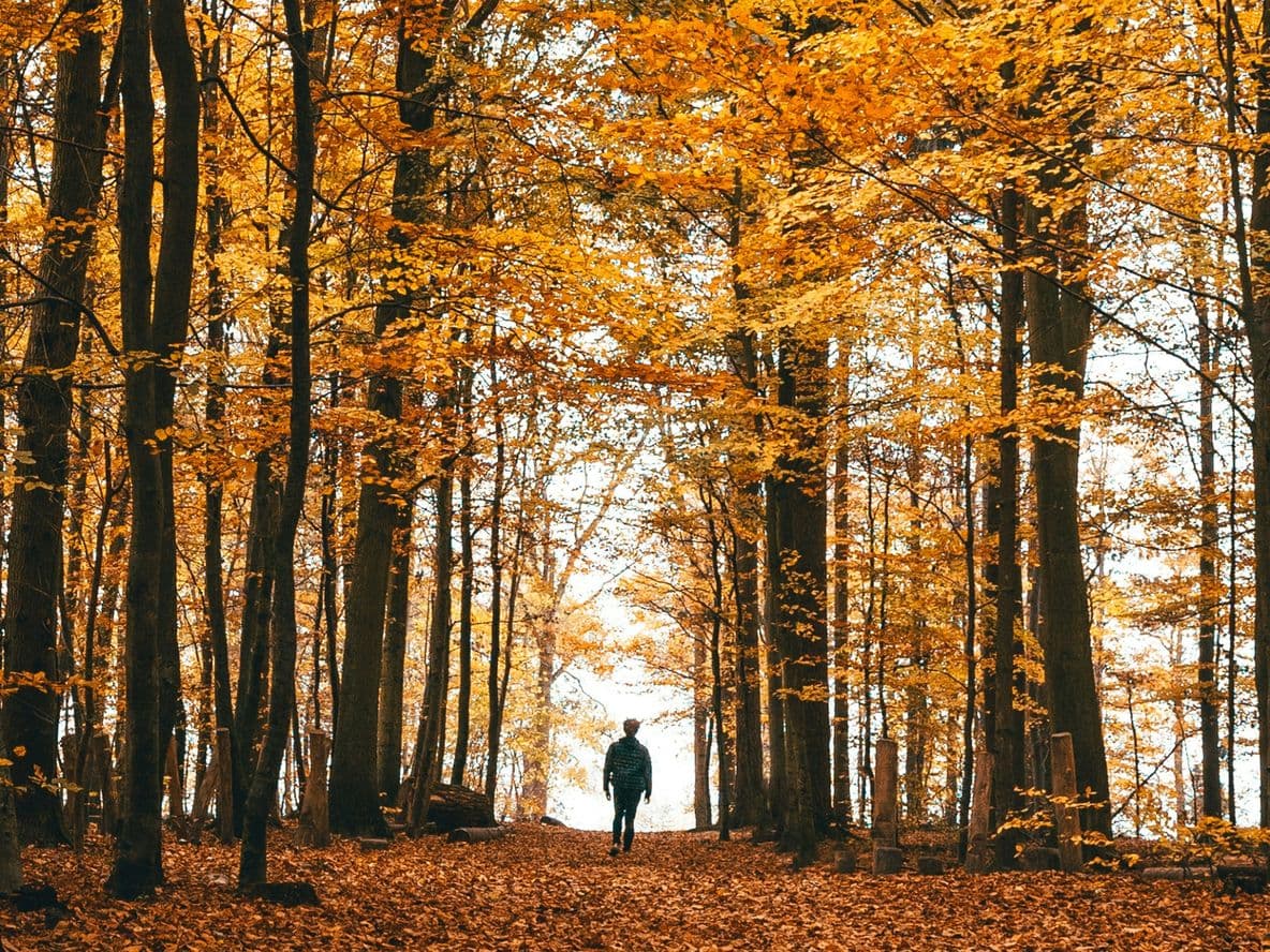 Person walking on leaf-covered path through tall trees with golden-orange autumn foliage.