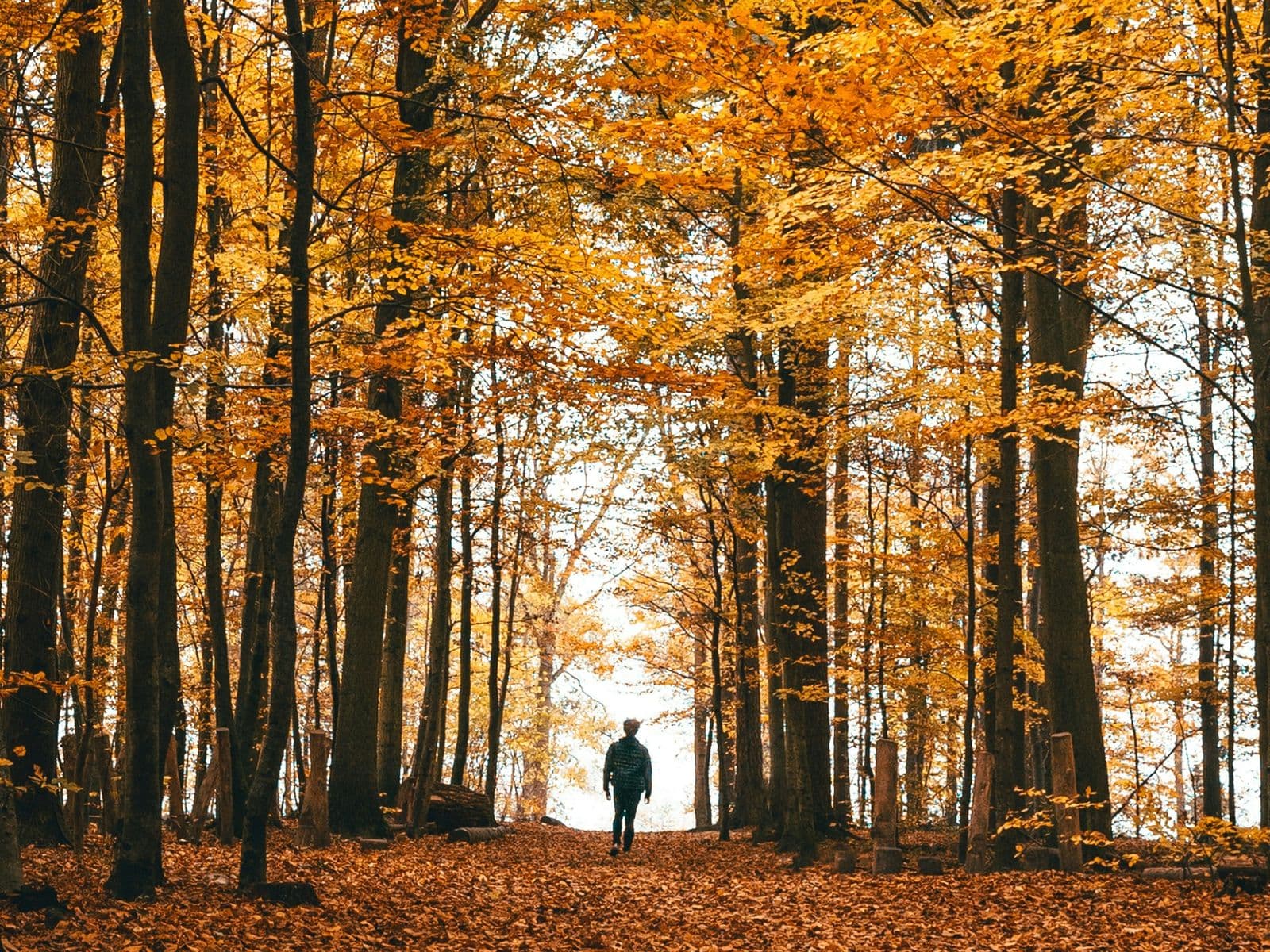 Person walking on leaf-covered path through tall trees with golden-orange autumn foliage.