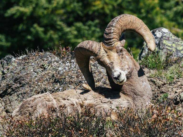 What Yellowstone taught me about photographing wildlife